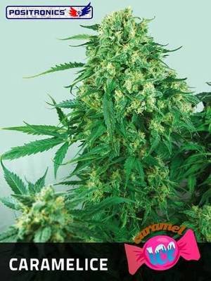 Positronics - Caramelice (fem.) 02750