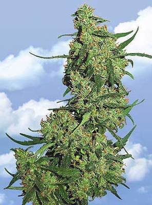 The Flying Dutchmen - Nepal Kush (fem.) 01854