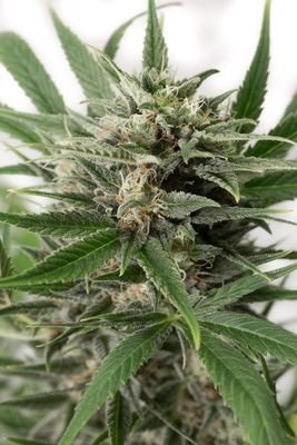 Dinafem - Blue Amnesia XXL Autoflowering (auto/fem.) 01215