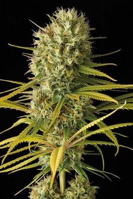 Dinafem - Original Amnesia (fem.) 01125