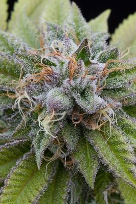 Dinafem - Bubba Kush (fem.) 00275