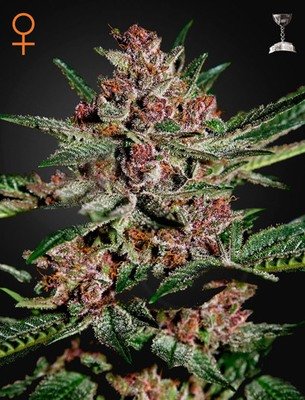 Green House Seeds - Bubba Kush (fem.) 02687