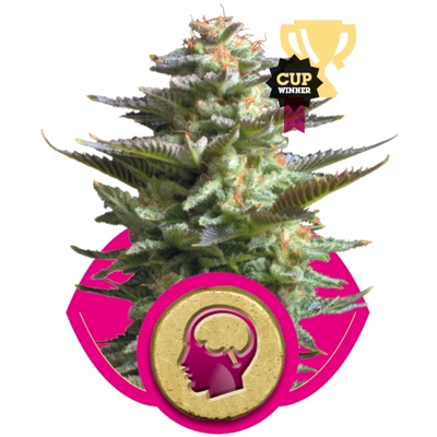 Royal Queen Seeds - Amnesia Haze (fem.) 02868