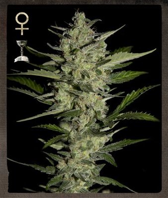 Strain Hunters - Flower Bomb Kush (fem.) 01399