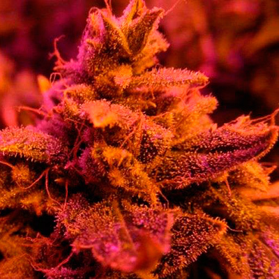 Nirvana Seeds - Master Kush (fem.) 03284
