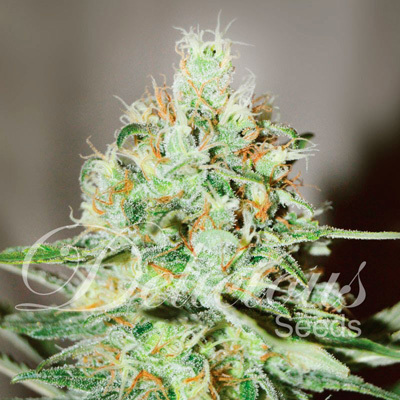 Delicious Seeds - Jagg Kush (fem.) 03638