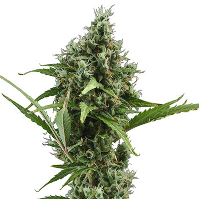 CBD Seeds - Auto Amnesia (auto/fem.) 04710