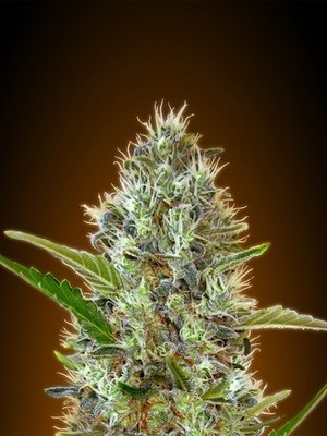Advanced Seeds - Auto Somango (auto/fem.) 03534