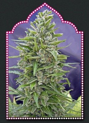 00 Seeds - Automatik Mix (auto/fem.) 02863