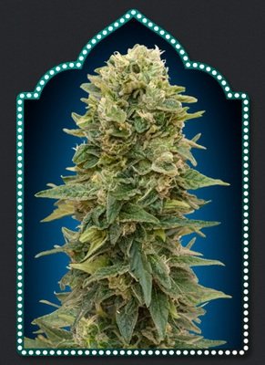 00 Seeds - Микс феминизированных семян конопли (Female Mix) 02857