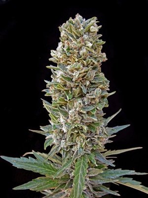 Advanced Seeds - Automatik Mix (auto/fem.) 03508
