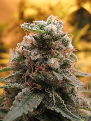 Advanced Seeds - Auto Top 69 (auto/fem.) 03507