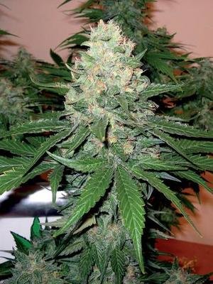 DNA Genetics - Rocklock (fem.) 05046