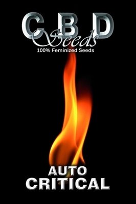 CBD Seeds - Auto Critical (auto/fem.) 02662