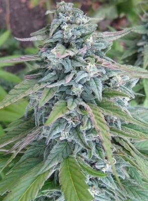 DNA Genetics - Cannadential (reg.) 09748