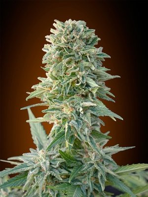 Advanced Seeds - Auto Jack Herer (auto/fem.) 03522