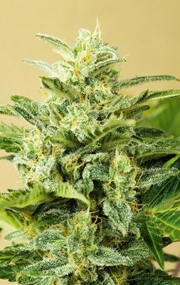 Advanced Seeds - Auto Low Girl (auto/fem.) 03504