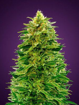 Advanced Seeds - Auto Amnesia (auto/fem.) 05231
