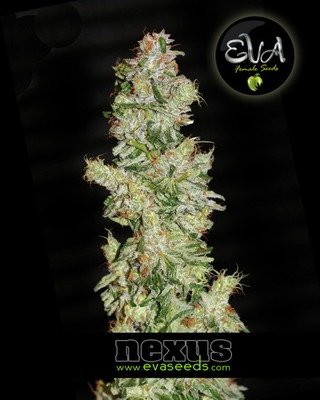 Eva Seeds - Nexus (fem.) 02617