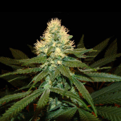 Genehtik Seeds - Super Kritikal (reg.) 01872