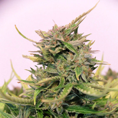 Kannabia Seeds - Baby Boom Auto CBD (fem.) 05389