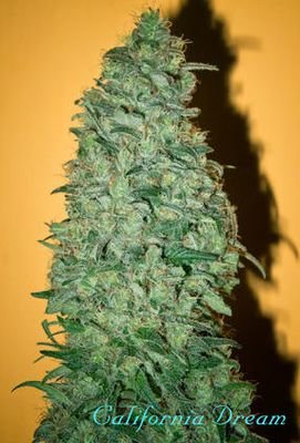 Mandala Seeds - California Dream (fem.) 04996
