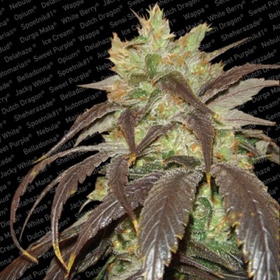 Paradise Seeds - Spoetnik #1 (fem.) 01740
