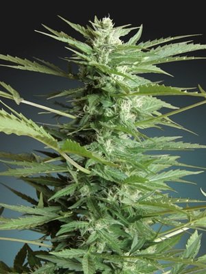 Advanced Seeds - Auto Sweet Dwarf (auto/fem.) 03506