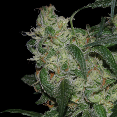 DNA Genetics - LA Cannalope (fem.) 00141