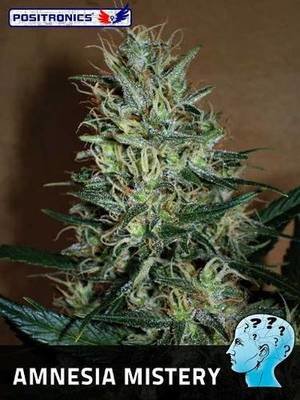 Positronics - Amnesia Mistery (fem.) 02745