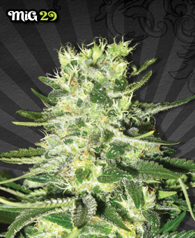 Auto Seeds - MiG-29 Automatic (auto/fem.) 00225