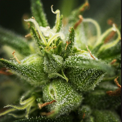 710 Genetics - High Priority (fem.) 01058