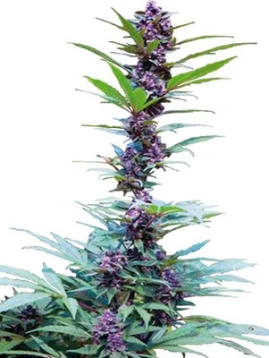 Cannabiogen Seeds - Deluxe Mix (fem.) 01595