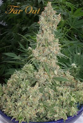 Mandala Seeds - Far Out (fem.) 04998