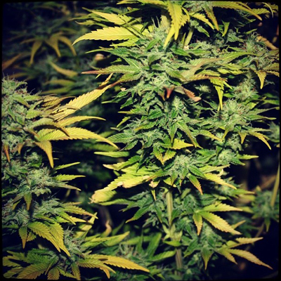 710 Genetics - Smog (fem.) 01062