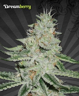 Auto Seeds - Dreamberry (auto/fem.) 03704