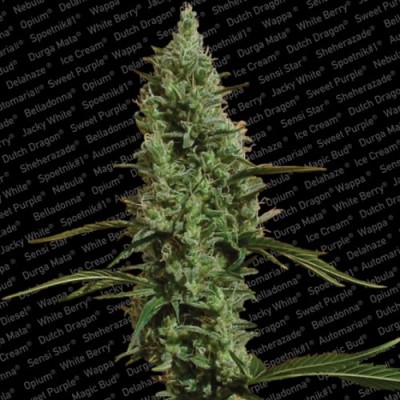 Paradise Seeds - Atomical Haze (fem.) 01724