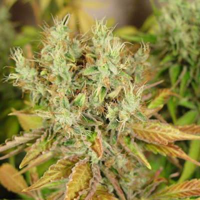 Soma Seeds - NYC Diesel (reg.) 05120