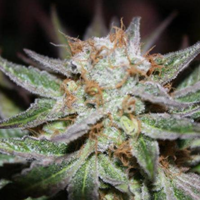 Loud Seeds - 8 Mile (reg.) 00071