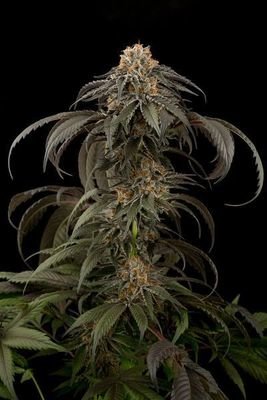 Dinafem - Purple Afghan Kush (fem.) 02392