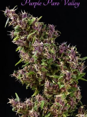 Mandala Seeds - Purple Paro Valley (fem.) 04999