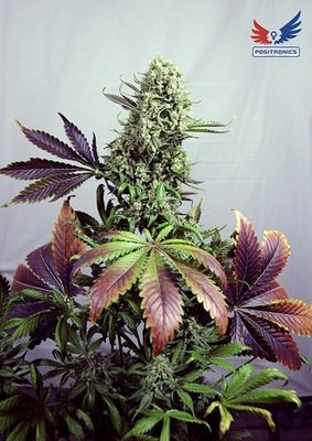 Positronics - Purple Haze (fem.) 02761
