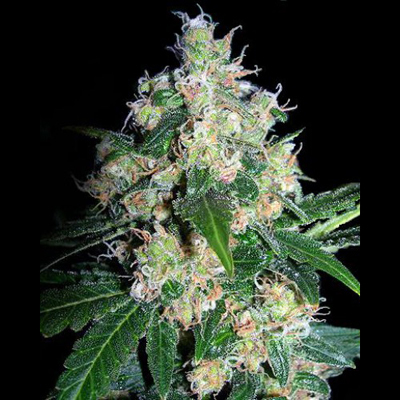 Seedsman - Velvet Bud (fem.) 00115