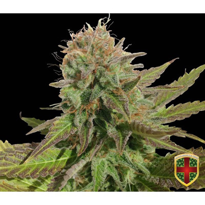 All-In Medicinal Seeds - Queen Purple Auto (auto/fem.) 02320