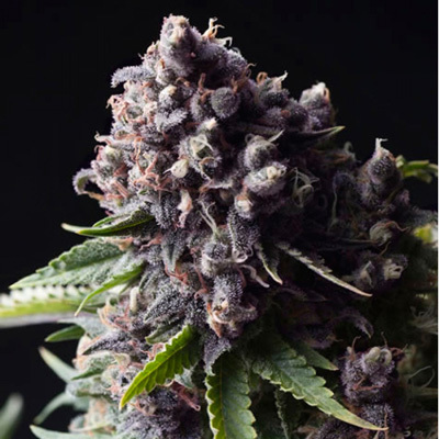 Pyramid Seeds - Auto Purple (auto/fem.) 01780