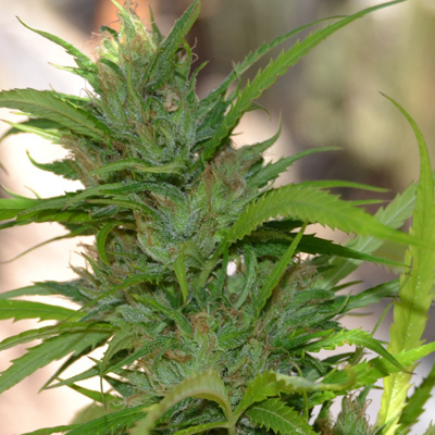 Cannabiogen Seeds - Auto CBG (auto/fem.) 03380