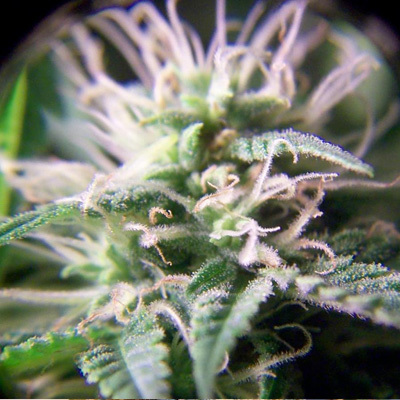 Female Seeds - Purple Maroc (fem.) 01540