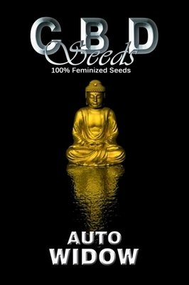 CBD Seeds - Auto Widow (auto/fem.) 04708