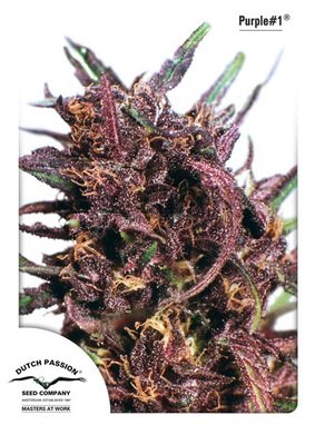 Dutch Passion - Purple #1 (fem.) 03577
