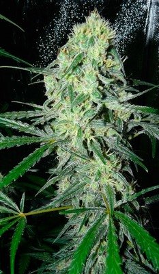 Female Seeds - SexBud (fem.) 03069